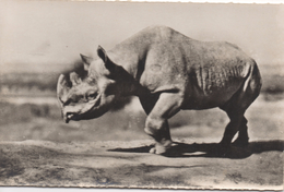 CPM ANIMAL Rhinoceros Noir  "FAUNE AFRICAINE" - Rinoceronte