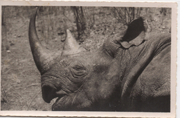 CPM ANIMAL  Portrait Rhinoceros D'Afrique Cameroun - Rhinocéros