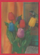 217483 / 3D STEREO Lenticular Picture Pc Flower TULIP Tulpen Tulipes Tulipa BIRD Parrots - Cartes Stéréoscopiques