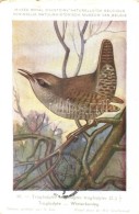 ** * 71 Db MODERN énekes Madár Motívumlap / 71 Modern Birds Motive Cards - Zonder Classificatie