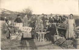 * T2 1929 Sofia, Grape Harvest, Group Photo - Unclassified