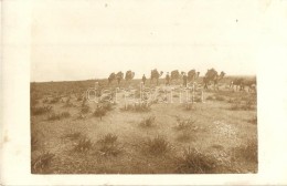 ** T2/T3 Osztrák-magyar Tengerészek Tevékkel / Austro-Hungarian Navy Mariners With Camels,... - Non Classificati