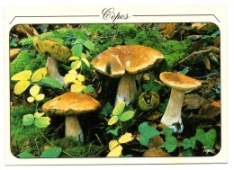 Cepes De Bordeaux - Pilze