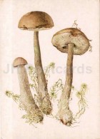 Rough-stemmed Bolete - Leccinum Scabrum - Mushroom - 1986 - Russia USSR - Unused - Champignons