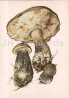 Leccinum Roseafractum - Boletus - Mushroom - 1986 - Russia USSR - Unused - Paddestoelen