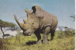 RINOCERONTE - F/G Colore  (170212) - Rhinocéros