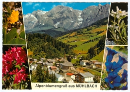 AK Salzburg 5505 Mühlbach Am Hochkönig Bei Bischofshofen Im Saluzburger Pongau Alpenblumengruß Österreich Austria Blumen - Mühlbach Am Hochkönig