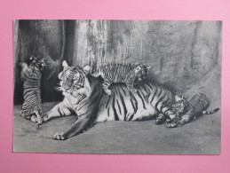 Comité National De L'enfance - Tigresse Et Ses Petits - Tigers