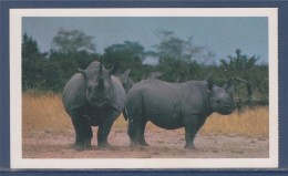 = Carte Postale Rhinocéros, Safari Prisunic, De La Famille Des Bovins, Mammifère Herbivore Famille Des Rhinocerotidae - Neushoorn