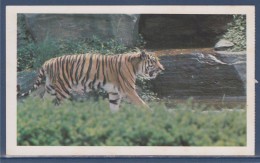 = Carte Postale Tigre, Safari Prisunic, Espèce De Mammifère Carnivore De La Famille Des Félidés - Rinoceronte