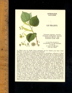 LE TILLEUL Plante Médicinale Druidique / Astrologie Gauloise Druide - Plantes Médicinales