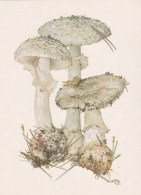 #BV4149  MUSHROOMS,  PLANTS, POST CARD, ORIGINAL PHOTO. - Mushrooms