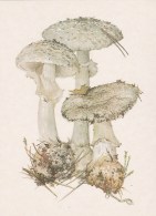 #BV4149  MUSHROOMS,  PLANTS, POST CARD, ORIGINAL PHOTO. - Pilze