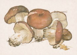 #BV4150  MUSHROOMS,  PLANTS, POST CARD, ORIGINAL PHOTO. - Mushrooms