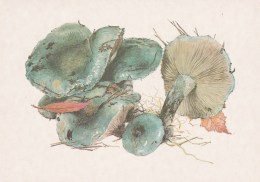 #BV4151  MUSHROOMS,  PLANTS, POST CARD, ORIGINAL PHOTO. - Pilze