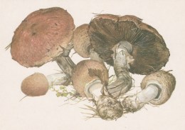 #BV4152  MUSHROOMS,  PLANTS, POST CARD, ORIGINAL PHOTO. - Paddestoelen