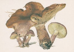 #BV4155  MUSHROOMS,  PLANTS, POST CARD, ORIGINAL PHOTO. - Champignons