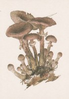 #BV4156  MUSHROOMS,  PLANTS, POST CARD, ORIGINAL PHOTO. - Funghi