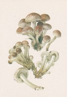 #BV4157  MUSHROOMS,  PLANTS, POST CARD, ORIGINAL PHOTO. - Pilze