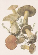 #BV4159  MUSHROOMS,  PLANTS, POST CARD, ORIGINAL PHOTO. - Mushrooms