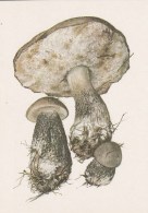 #BV4160  MUSHROOMS,  PLANTS, POST CARD, ORIGINAL PHOTO. - Hongos