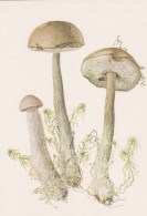 #BV4161  MUSHROOMS,  PLANTS, POST CARD, ORIGINAL PHOTO. - Mushrooms