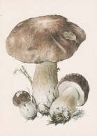 #BV4162  MUSHROOMS,  PLANTS, POST CARD, ORIGINAL PHOTO. - Pilze