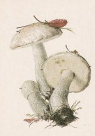 #BV4163  MUSHROOMS,  PLANTS, POST CARD, ORIGINAL PHOTO. - Champignons