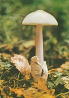 #BV4388  MUSHROOMS, PLANT, NATURE, POST CARD. - Mushrooms