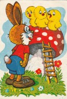 #BV4389  MUSHROOMS, PLANT, RABBIT, CHICK, CHICKEN, FLOWERS, NATURE, POST CARD. - Pilze