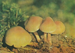 #BV4390  MUSHROOMS, PLANT, NATURE, POST CARD. - Champignons