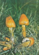 #BV4391  MUSHROOMS, PLANT, NATURE, POST CARD. - Champignons