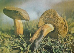 #BV4392  MUSHROOMS, PLANT, NATURE, POST CARD. - Hongos