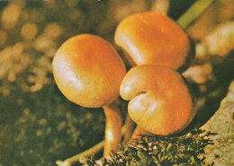 #BV4393   MUSHROOMS, PLANT, NATURE, POST CARD. - Paddestoelen