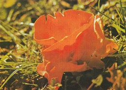 #BV4394   MUSHROOMS, PLANT, NATURE, POST CARD. - Mushrooms