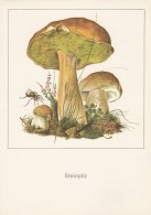 #BV4396   MUSHROOMS, PLANT, NATURE, POST CARD. - Funghi