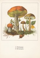 #BV4397   MUSHROOMS, PLANT, SNAIL, NATURE, POST CARD. - Mushrooms