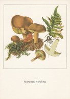 #BV4398   MUSHROOMS, PLANT, NATURE, POST CARD. - Pilze