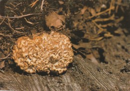 #BV4399   MUSHROOMS, PLANT, NATURE, POST CARD. - Funghi