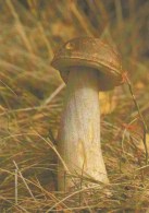 #BV4400   MUSHROOMS, PLANT, NATURE, POST CARD. - Champignons