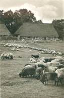 WILSEDE - Altes Bauernhaus - Fallingbostel