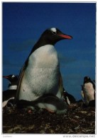 FALKLAND ISLANDS - GENTOO PENGUINS BIRD BIRDS OISEAU OISEAUX (2 SCANS) - Falklandeilanden