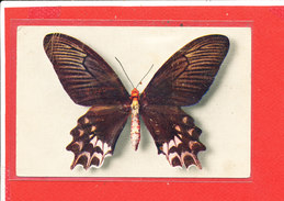 PAPILLON Cpa Papilio Semperi             4 Draeger - Papillons