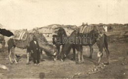 * T2 1926 Ankara, Angara; Camels With The Chief Of The Caravan, Photo - Non Classés