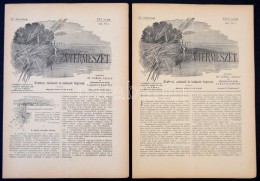 1901 A Természet, 2 Db, IV. évf. XXI.,XXIII. Számok, Szerk.: Dr. Lendl Adolf, Lakatos... - Sin Clasificación