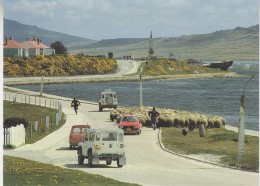Falkland Islands Sheep Drive Ross Road Stanley Postcard Unused (33335) - Falkland Islands