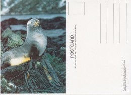 South Georgia Young Bull Fur Seal On Bird Island Postcard Unused (33342) - Islas Malvinas