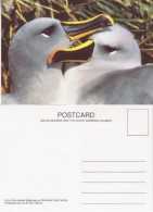 South Georgia Pair Of Grey-Headed Albatrosses On Bird Island Postcard Unused (33343) - Falkland