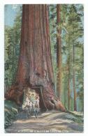 Yosemite - Wawona, Big Tree Grove - Yosemite