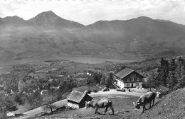 STEINEN → Café - Restaurant Spiegelberg Steinen-Schwyz, Fotokarte Ca.1960 - Steinen